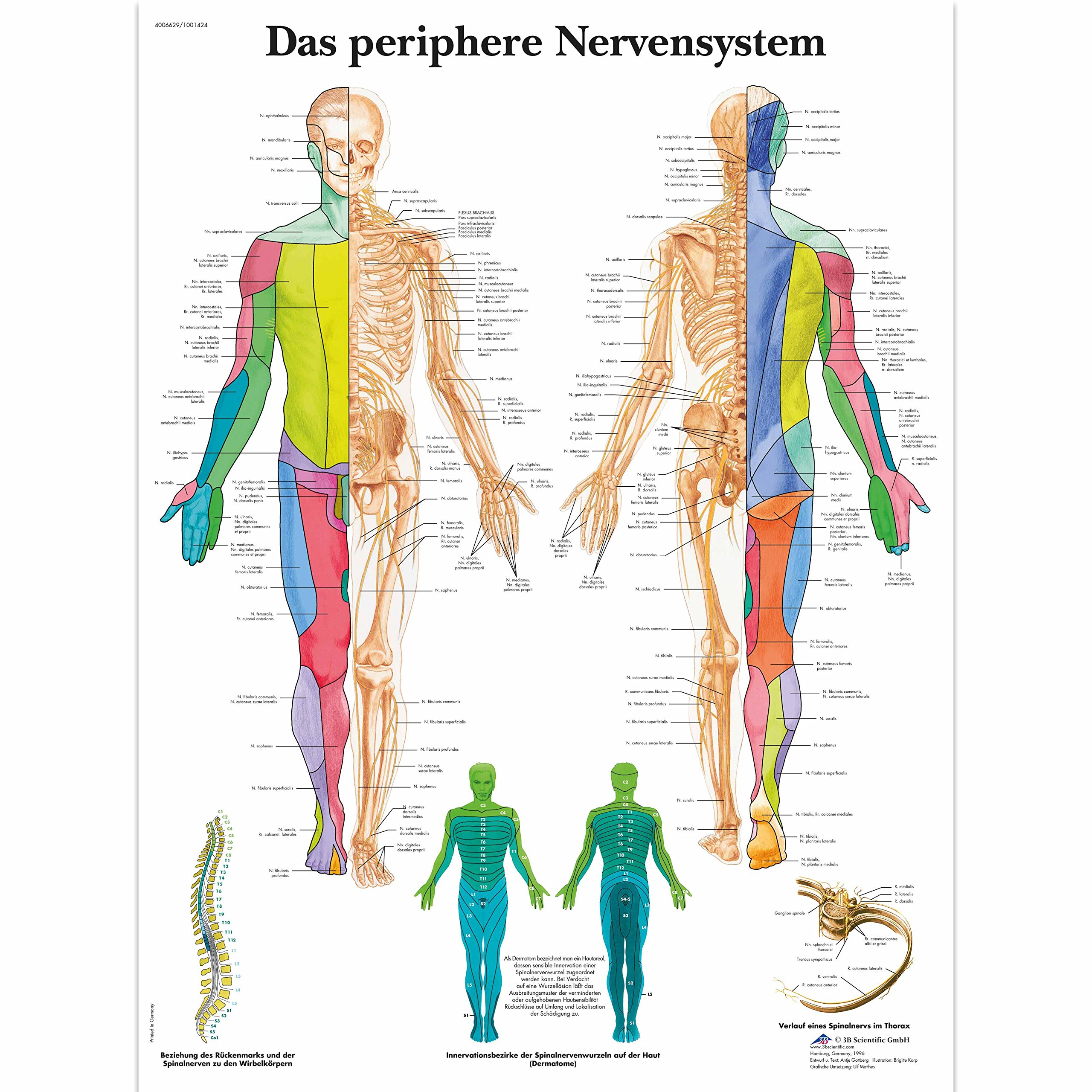 3b-scientific-lehrtafel-das-periphere-nervensystem-laminiertes-poster-50x67-cm image 1
