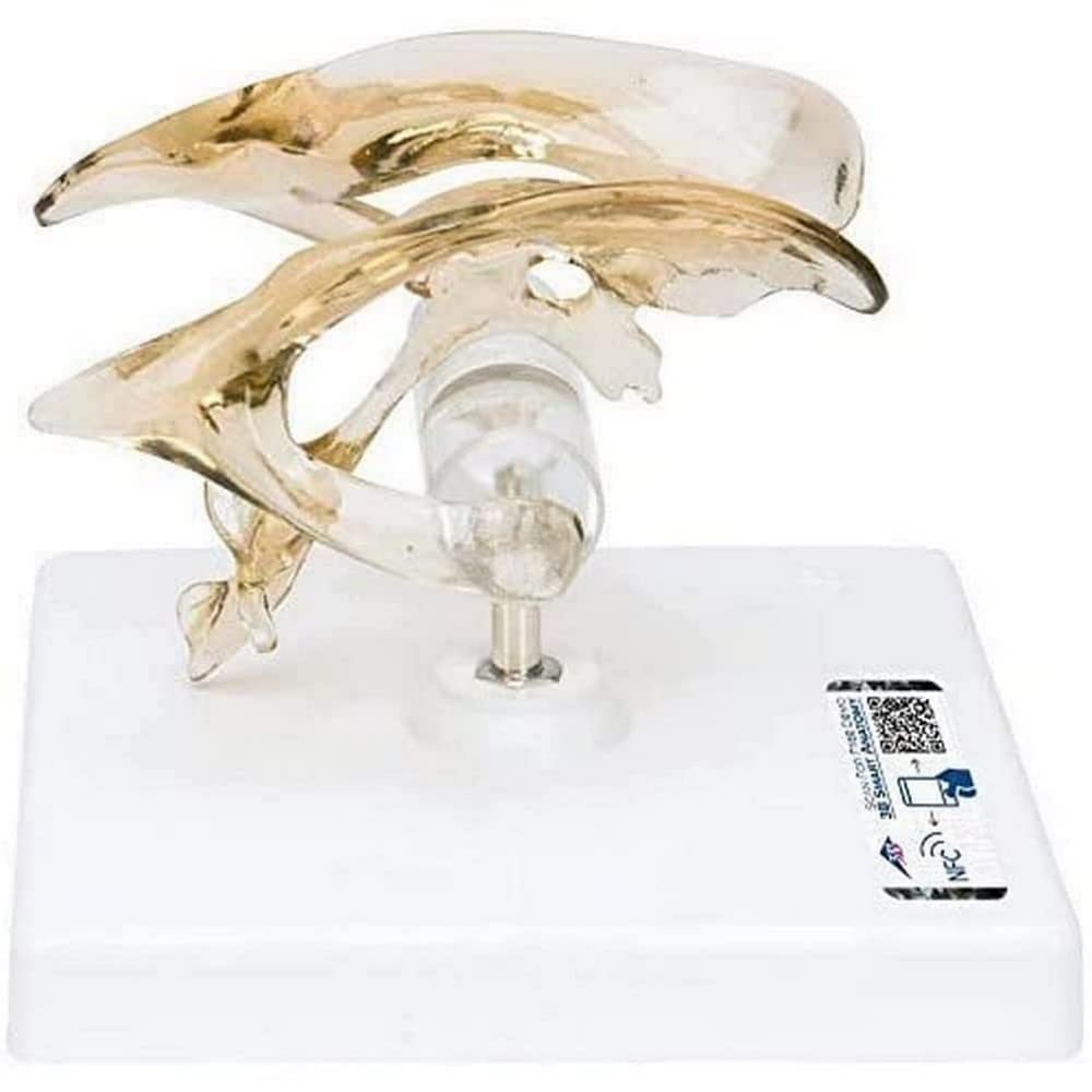 3b-scientific-gehirnventrikel-modell-vh410-auf-stativ-smart-anatomy-app image 1