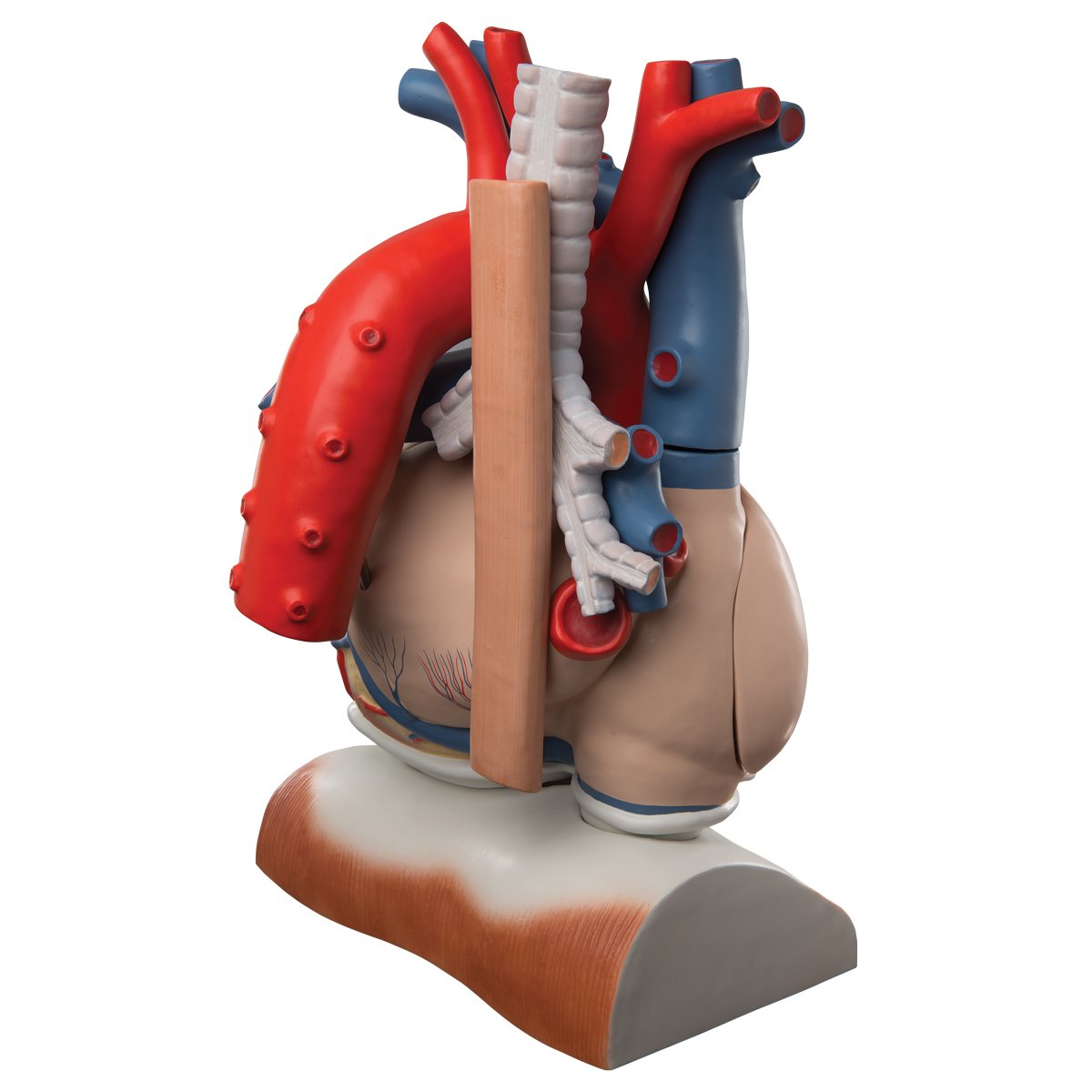 3b-scientific-herzmodell-mit-zwerchfell-3-fache-gr-e-10-teilig-smart-anatomy-app image 2