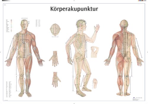 3b-scientific-k-rperakupunktur-lehrtafel-ganzk-rper-akupunkturpunkte-meridiane-9 image 2