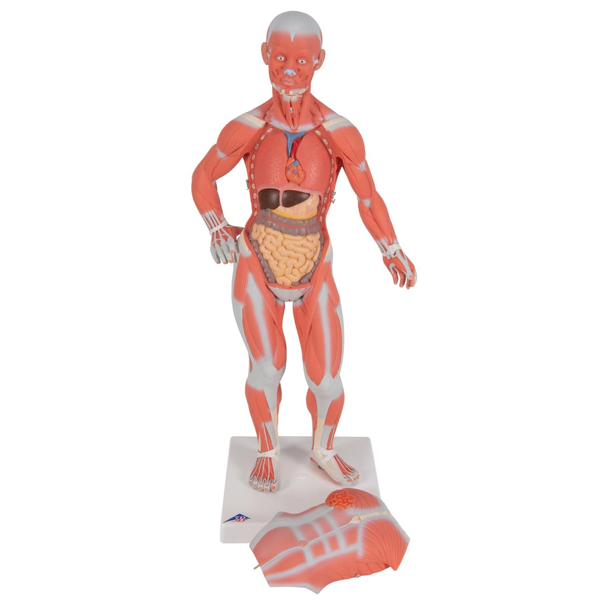 3b-scientific-mini-muskel-figur-2-teiliges-humananatomie-modell-mit-abnehmbarer- image 3