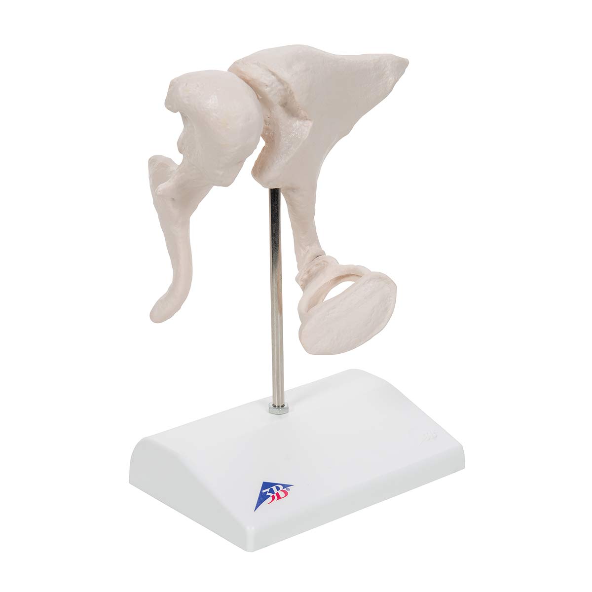 3b-scientific-3b-smart-anatomy-a101-geh-rkn-chelchen-modell-20-fach-vergr-ert image 2