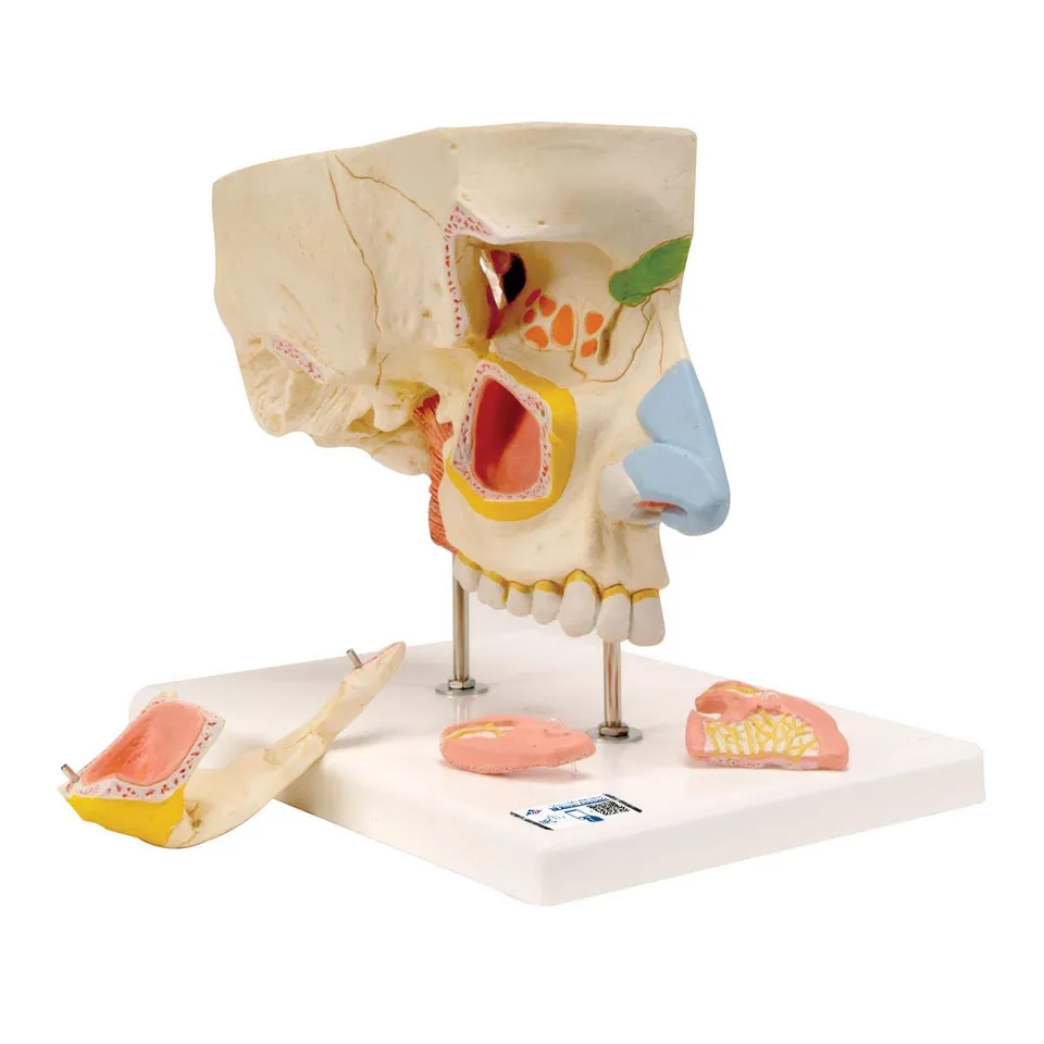 3b-scientific-nase-mit-nasennebenh-hlen-5-teilig-1-5-fach-e20 image 1