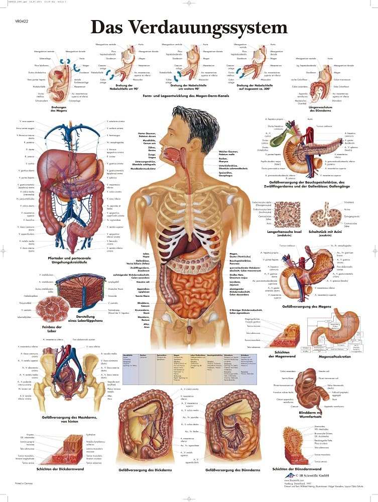 3b-scientific-vr0422uu-lehrtafel-das-verdauungssystem-anatomie-poster-50x67-cm image 1