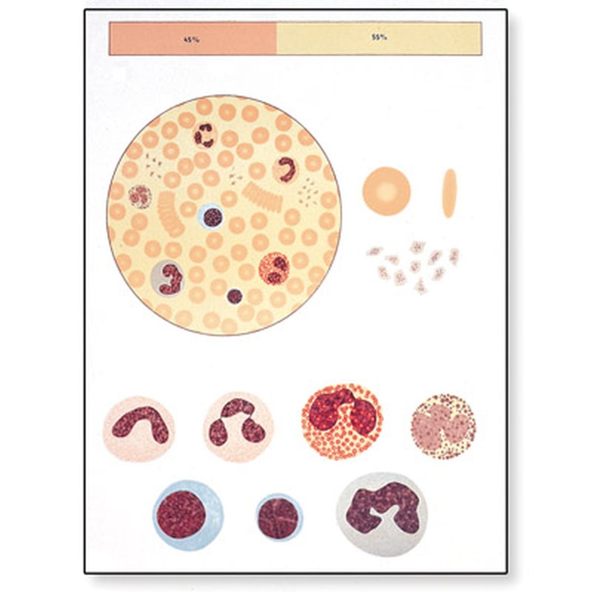 3b-scientific-lehrtafel-das-blut-i-zusammensetzung-poster-84x200-cm image 1