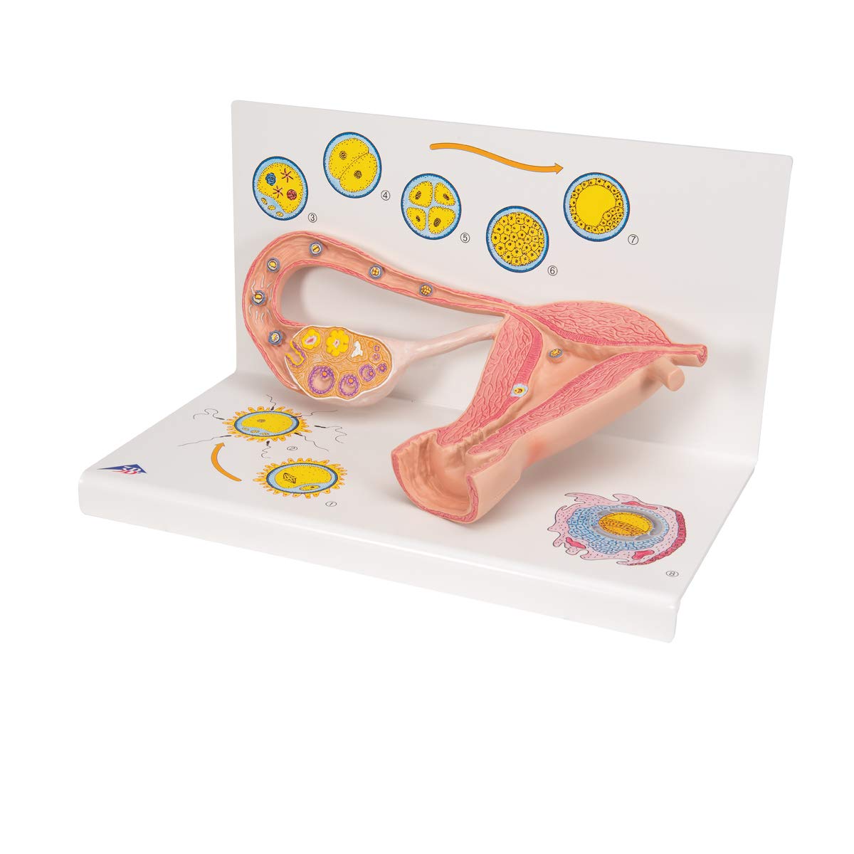 3b-scientific-eierstockmodell-2-fach-vergr-ert-anatomiemodell-mit-befruchtung-ze image 5
