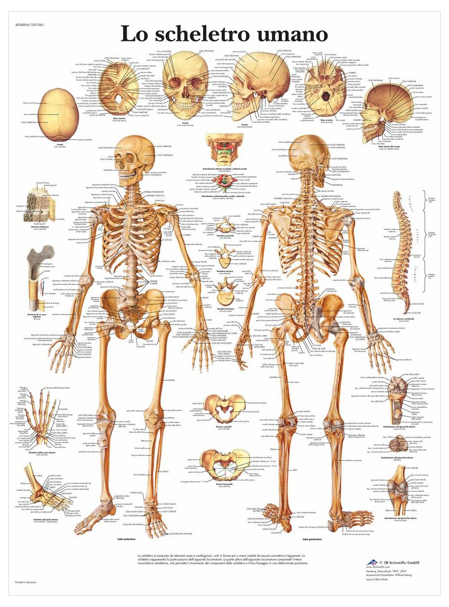 3b-scientific-anatomietafel-skelettsystem-anatomieposter-papier-italienisch image 1