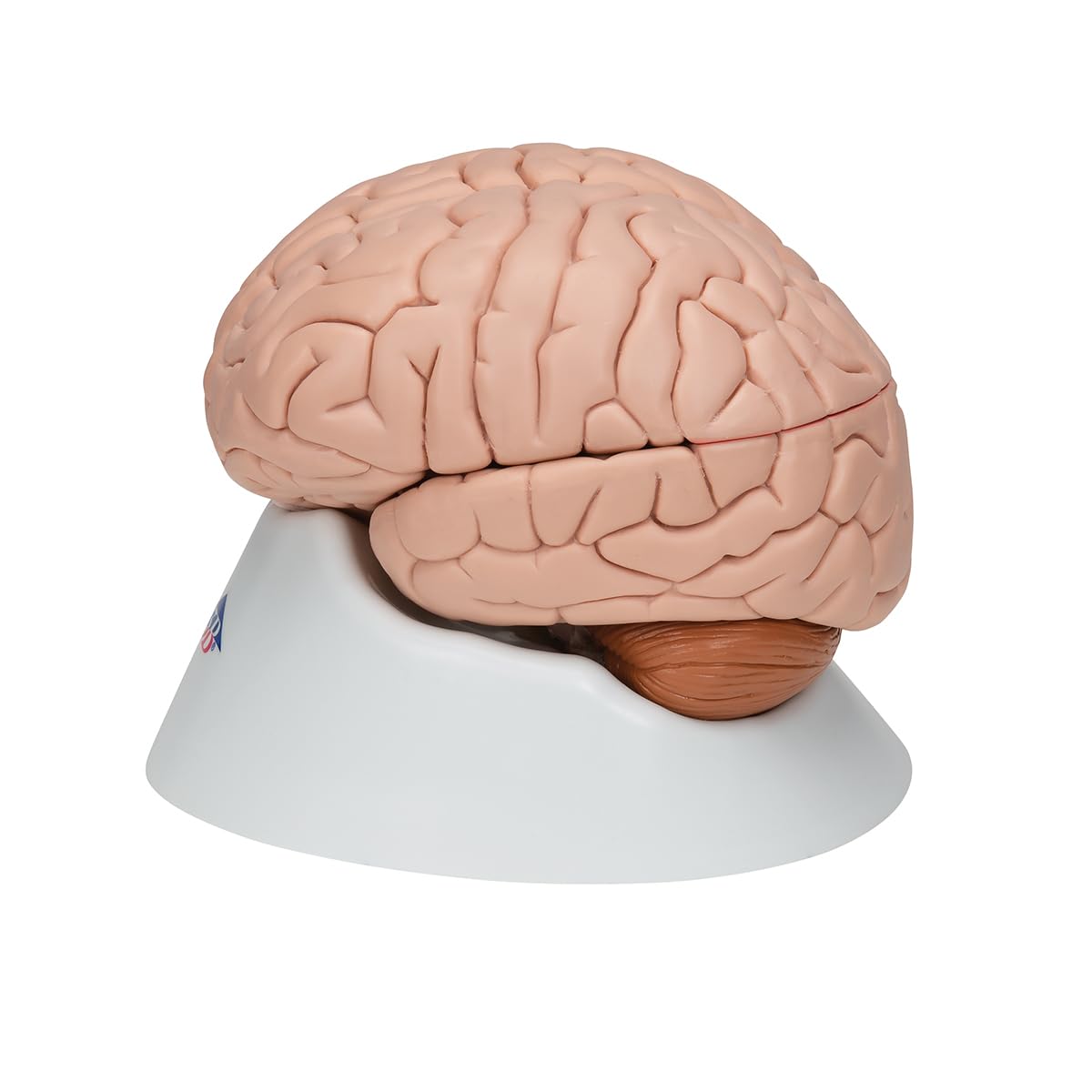 3b-scientific-c17-gehirnmodell-8-teilig-mit-3b-smart-anatomy image 5