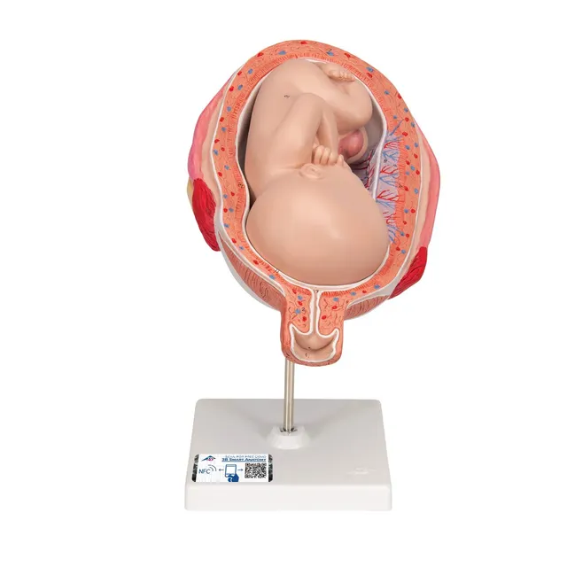 3b-scientific-fetus-7-monat-in-geb-rmutter-schwangerschafts-anatomiemodell-15x32 image 1