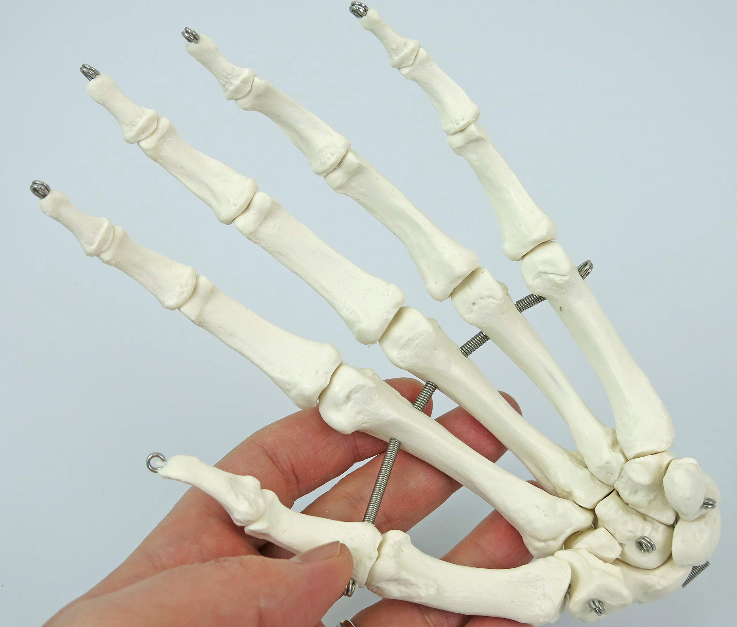 3b-scientific-a04-halbes-skelett-unmontiert-3b-smart-anatomy-app-3-teiliger-sch- image 6