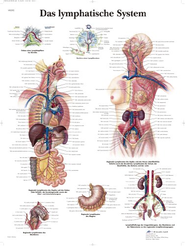 3b-scientific-lehrtafel-das-lymphatische-system-laminiert-50-x-67-cm image 2