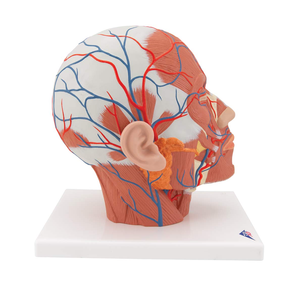 3b-scientific-kopfmodell-lebensgro-mit-muskulatur-blutgef-en-pvc-smart-anatomy-a image 3
