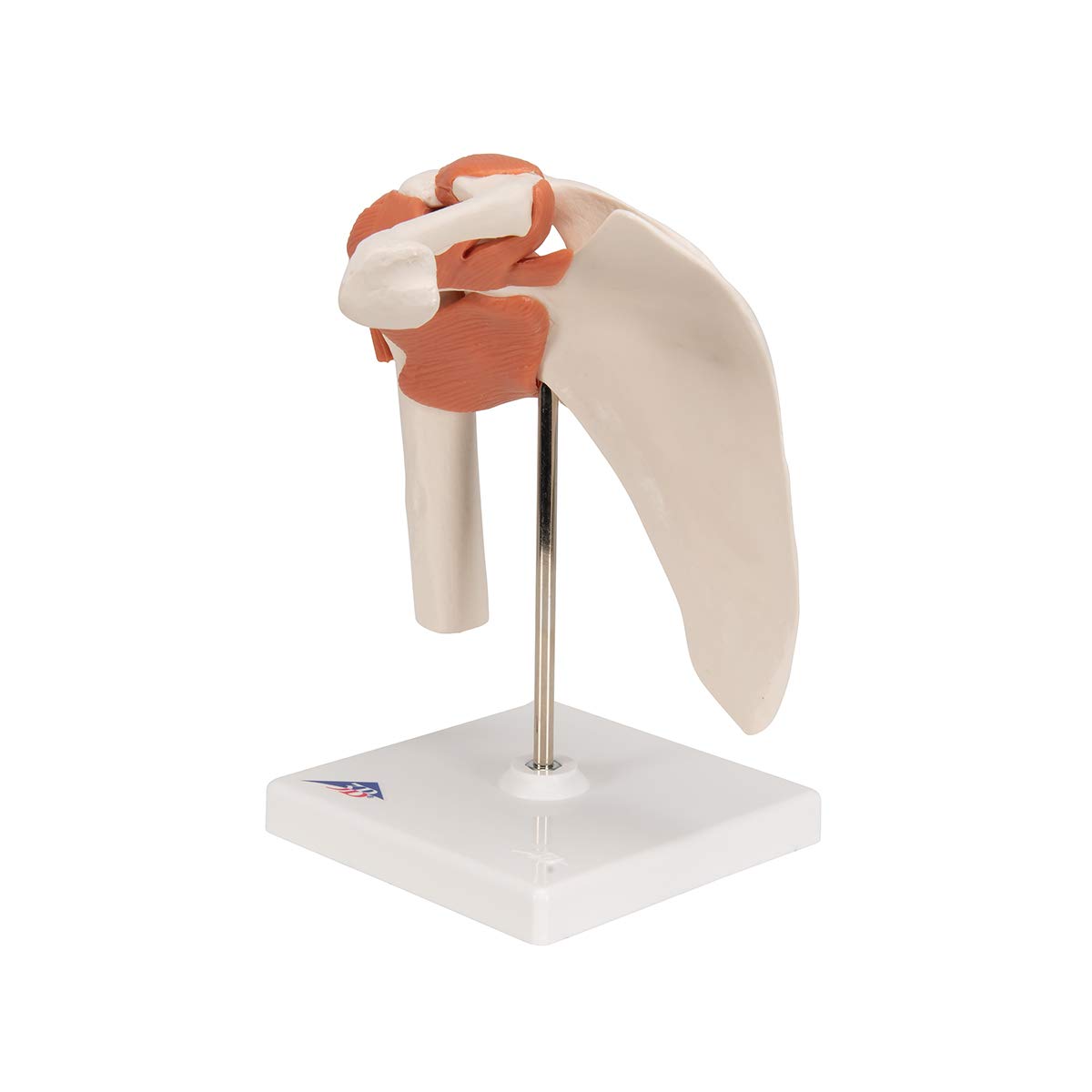 3b-scientific-a80-funktionales-schultergelenk-modell-mit-st-nder-3b-smart-anatom image 6