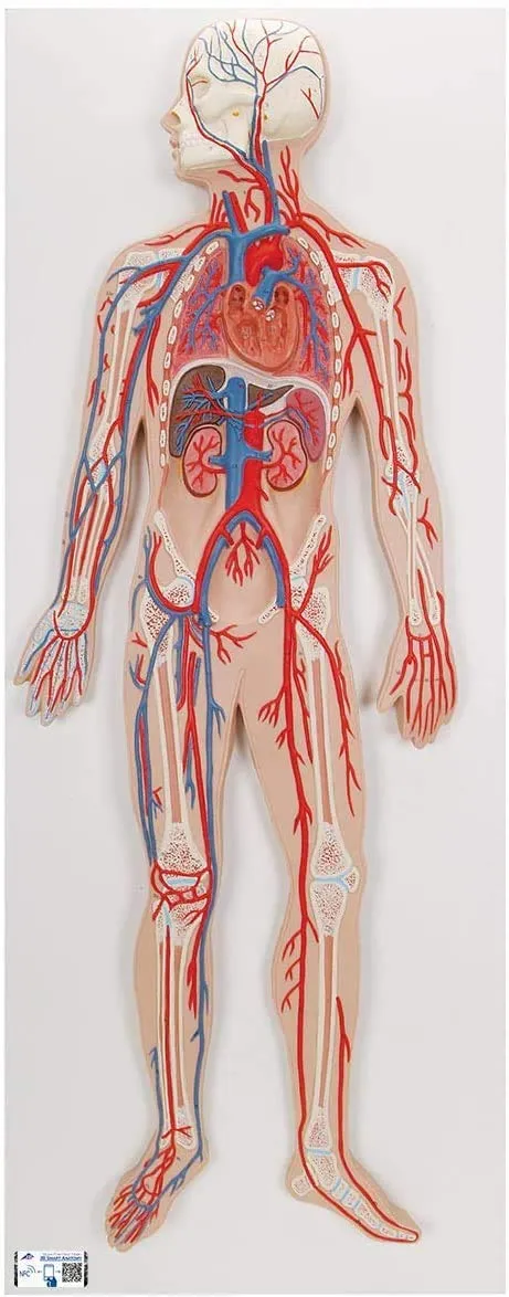 3b-scientific-blutkreislauf-modell-1-2-gr-e-lehrmodell-systemischer-pulmonaler-k image 1