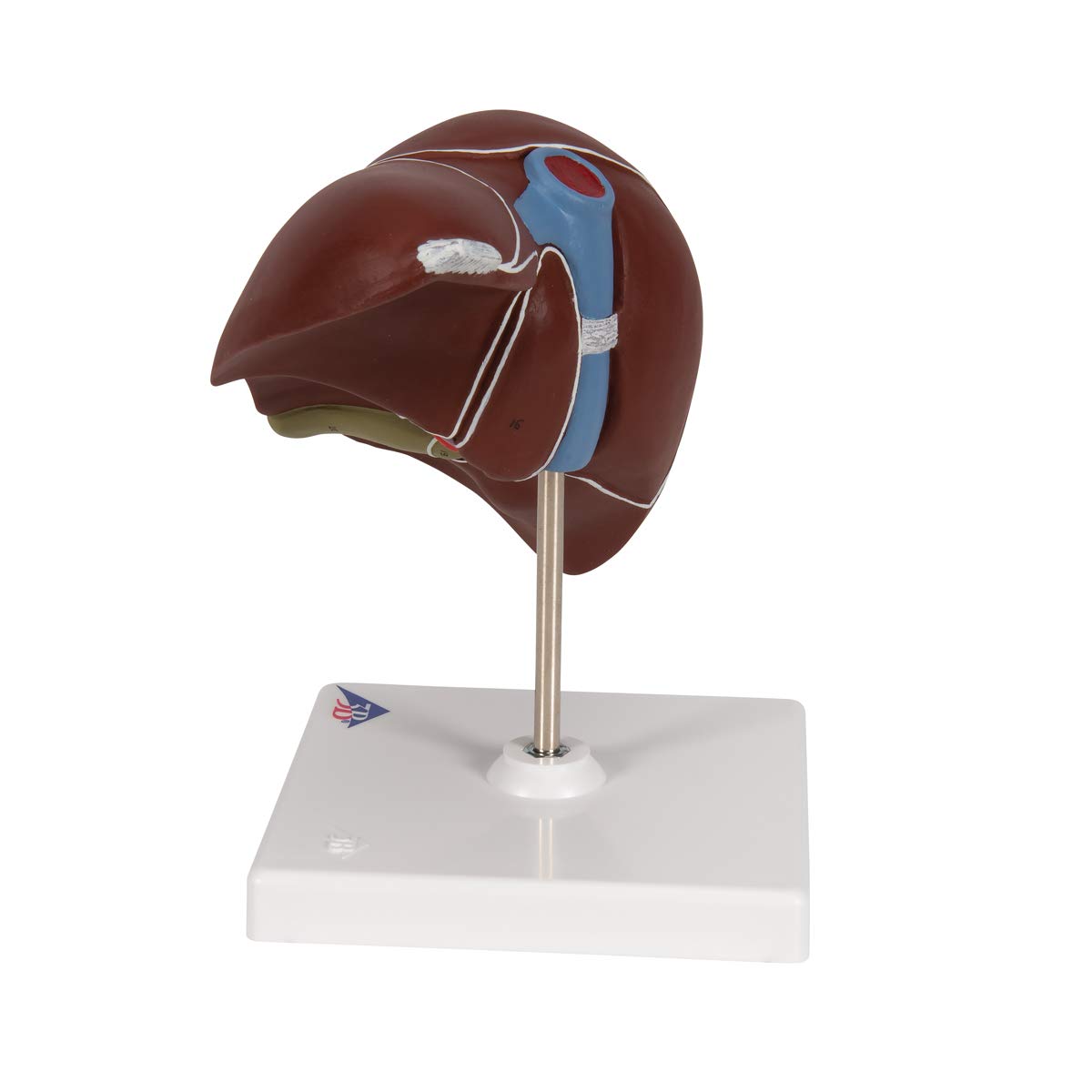 3b-scientific-lebermodell-mit-gallenblase-und-3b-smart-anatomy-app-18-x-18-x-12- image 5