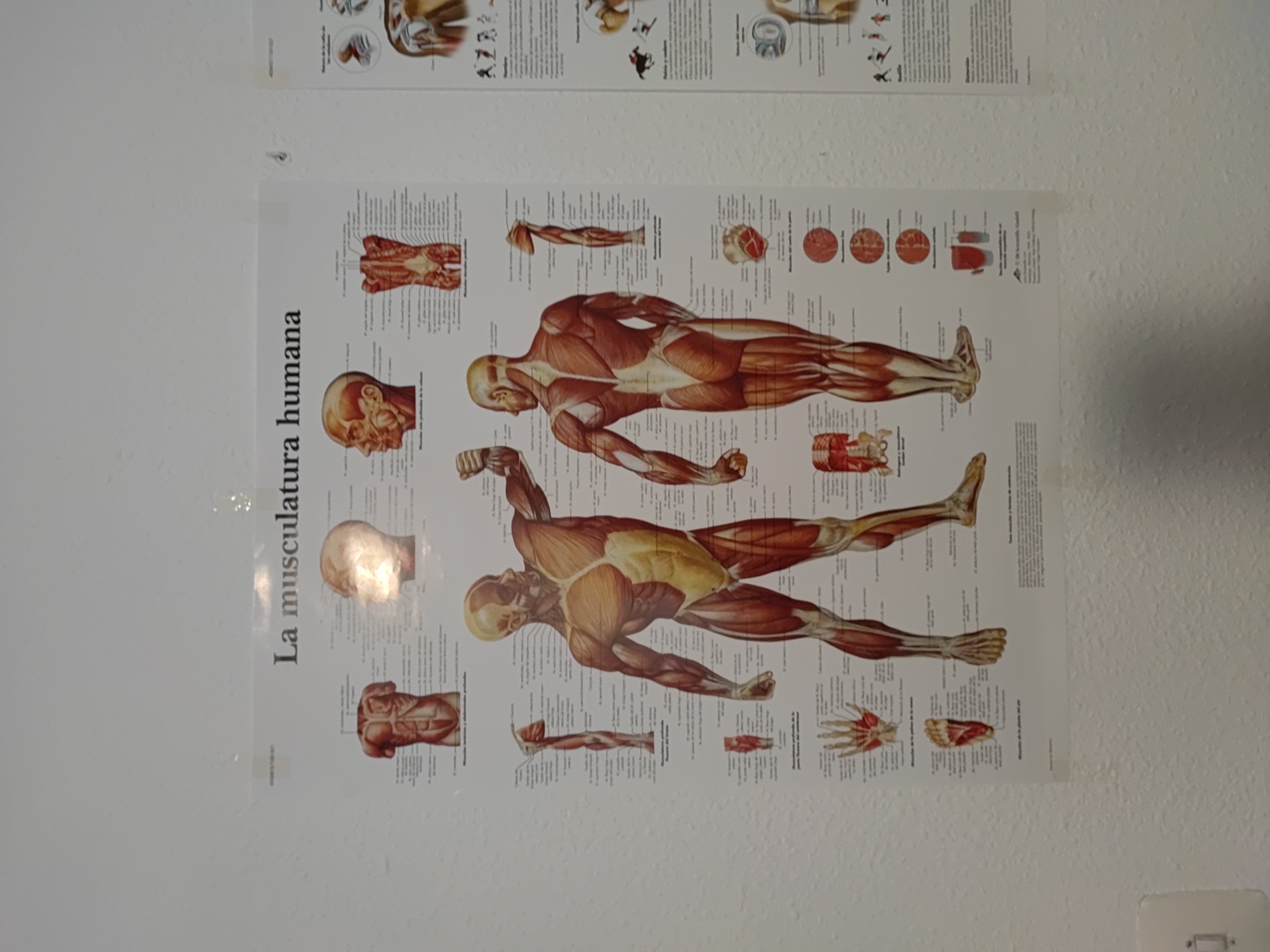 Hingucker im Fitnessstudio