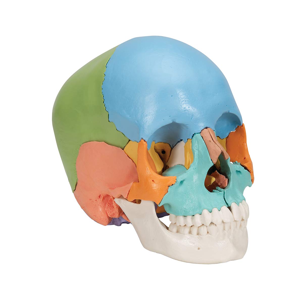 3b-scientific-didaktisches-sch-delmodell-22-teilig-mit-smart-anatomy-app image 2