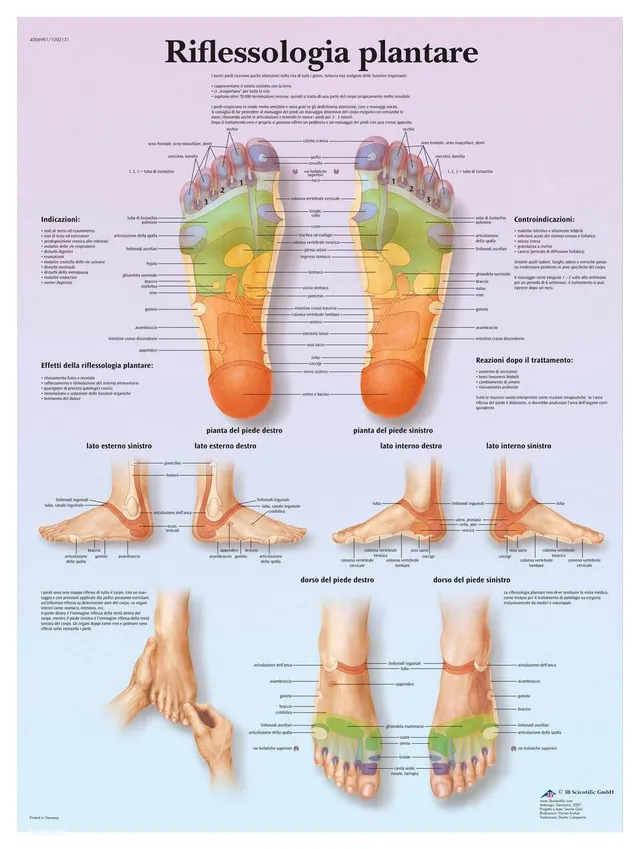 3b-scientific-plantare-reflexzonen-tafel-laminiertes-fu-reflexzonen-poster-f-r-s image 1