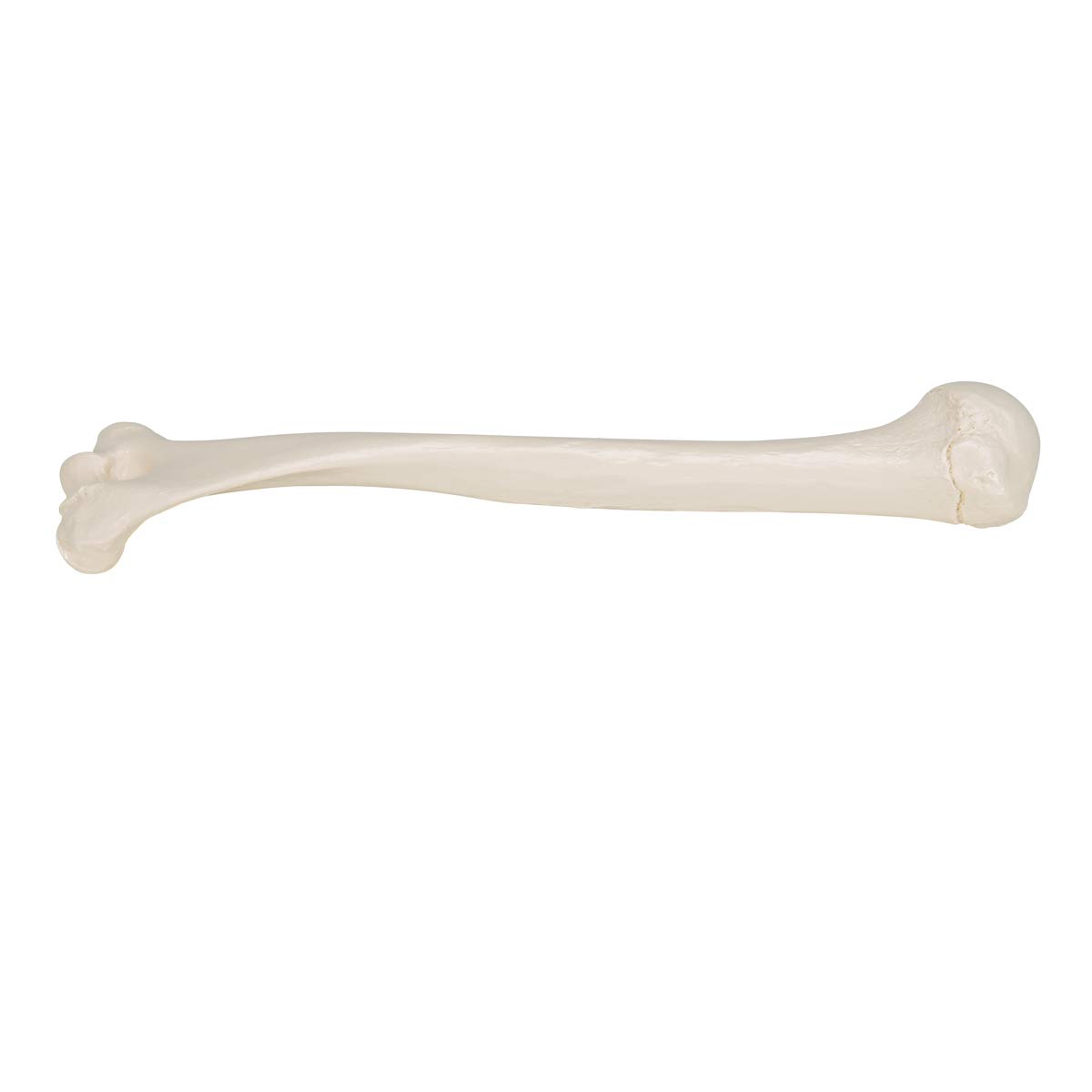 3b-scientific-humerus-modell-a45-1-oberarmknochen-in-naturgr-e-mit-smart-anatomy image 7