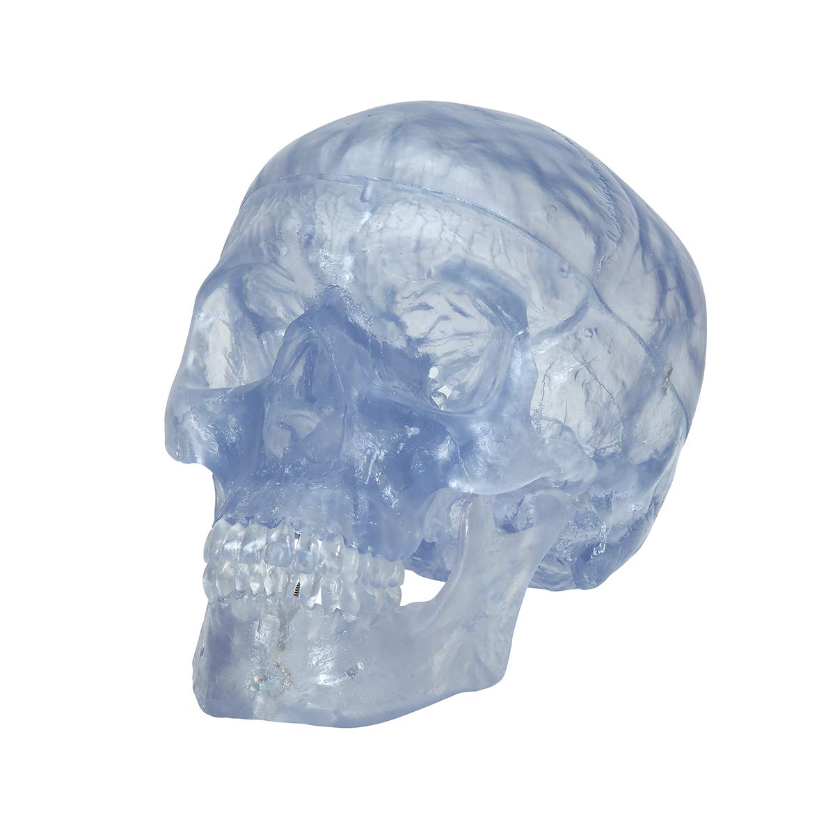 3b-scientific-klassik-sch-delmodell-transparent-3-teilig-mit-magnetverbindung image 6