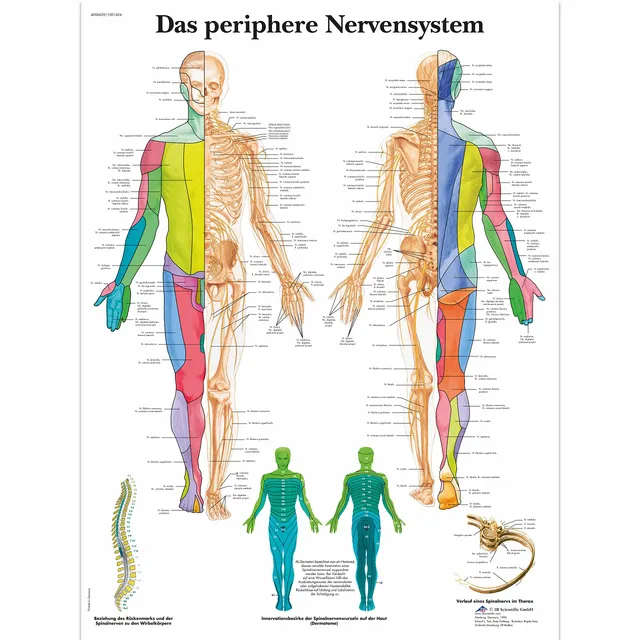 3b-scientific-lehrtafel-das-periphere-nervensystem-laminiertes-poster-50x67-cm image 1