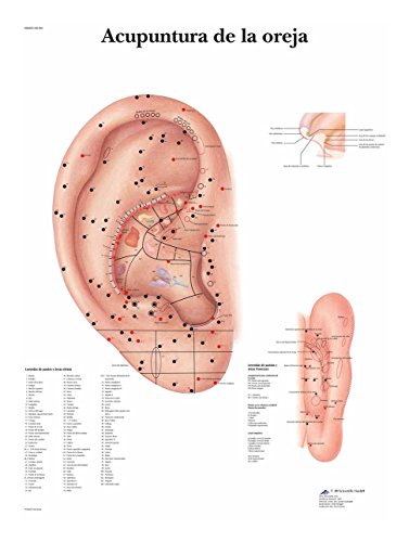3b-scientific-lehrtafel-ohrakupunktur-poster-ohrakupunkturpunkte-aurikulotherapi image 4