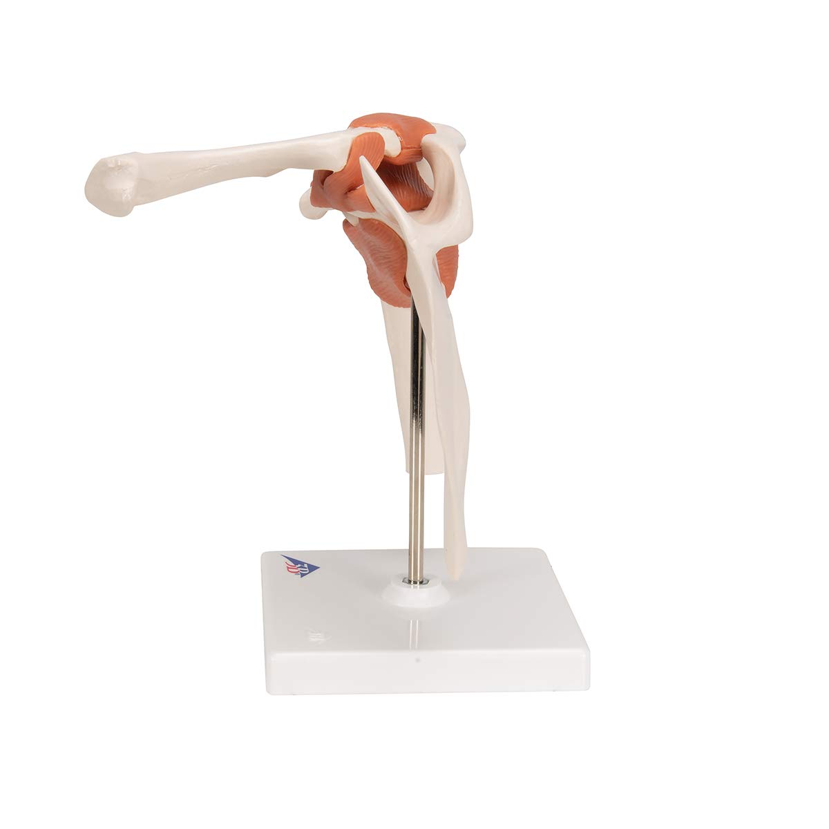 3b-scientific-a80-funktionales-schultergelenk-modell-mit-st-nder-3b-smart-anatom image 5
