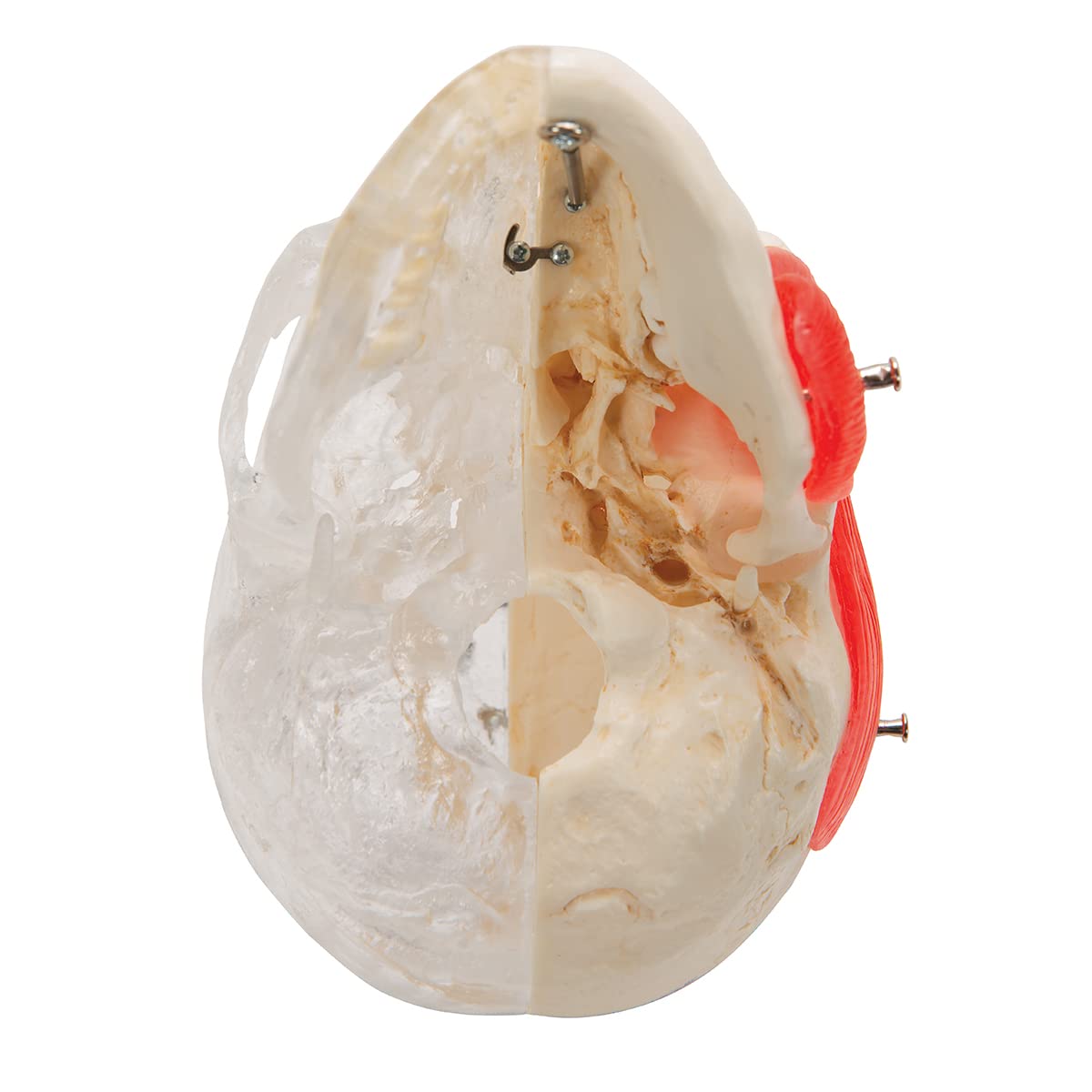 3b-scientific-bonelike-sch-del-modell-a282-halb-transparent-halb-knochen-8-teili image 3