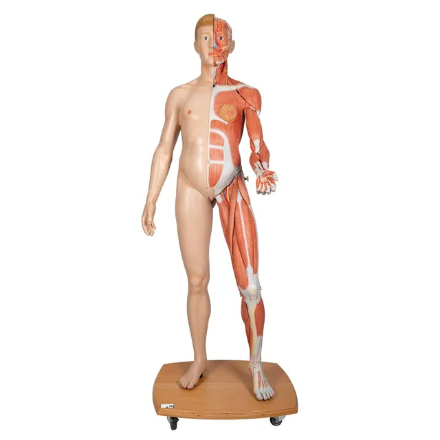 3b-scientific-lebensgro-e-zweigeschlechtige-muskelfigur-39-teilig-helle-haut-3b- image 1