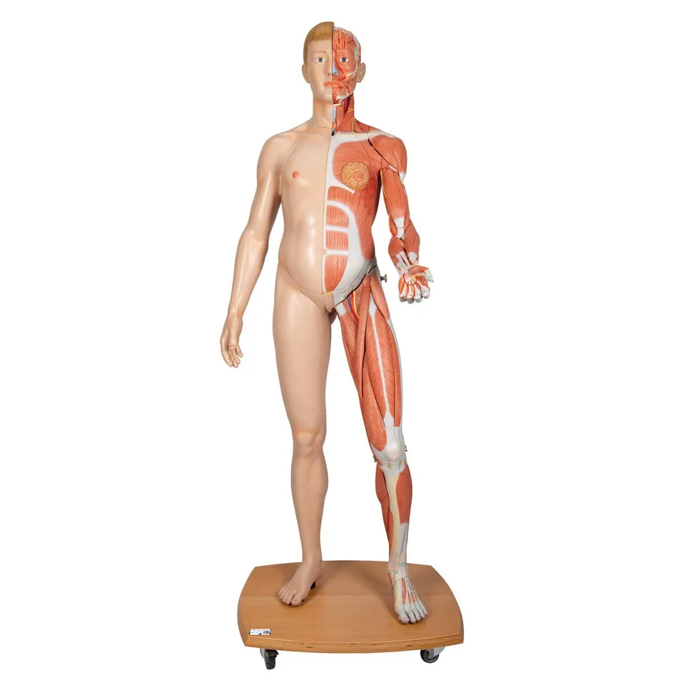 3b-scientific-lebensgro-e-zweigeschlechtige-muskelfigur-39-teilig-helle-haut-3b- image 1