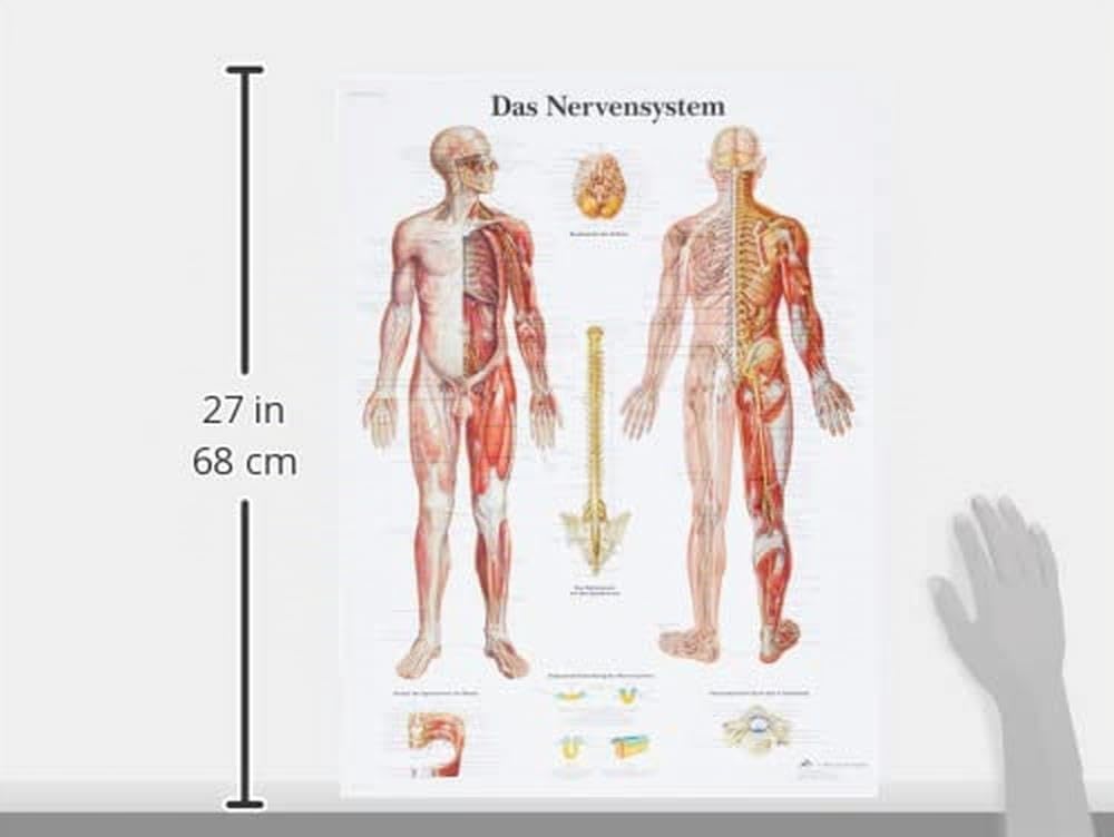3b-scientific-vr0620uu-lehrtafel-das-nervensystem-anatomieposter-f-r-unterricht- image 4
