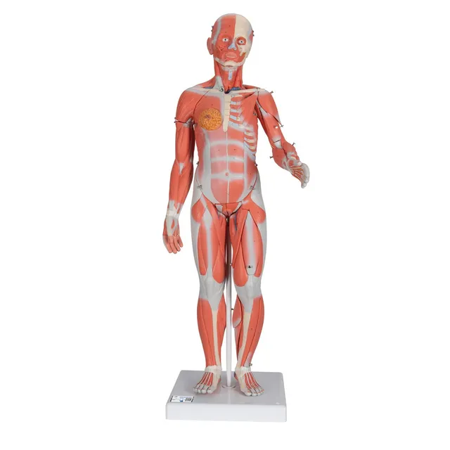 3b-scientific-weibliche-muskel-figur-lebensgro-21-teilig-humananatomie-modell-mi image 1