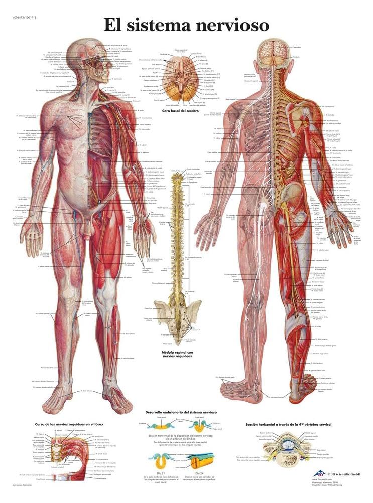 3b-scientific-menschliches-nervensystem-tafel-laminiertes-anatomieposter-50x67-c image 1