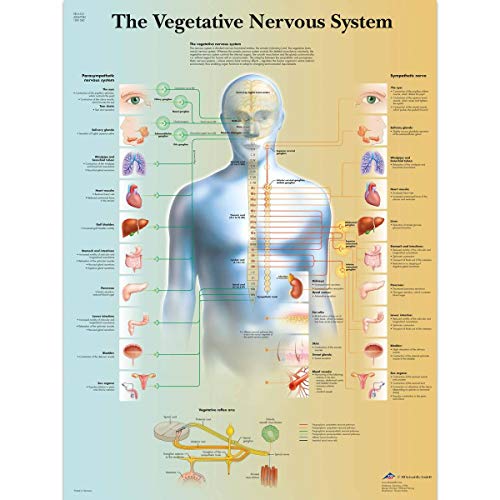 3b-scientific-autonomes-nervensystem-tafel-laminiert-50x67-cm image 4