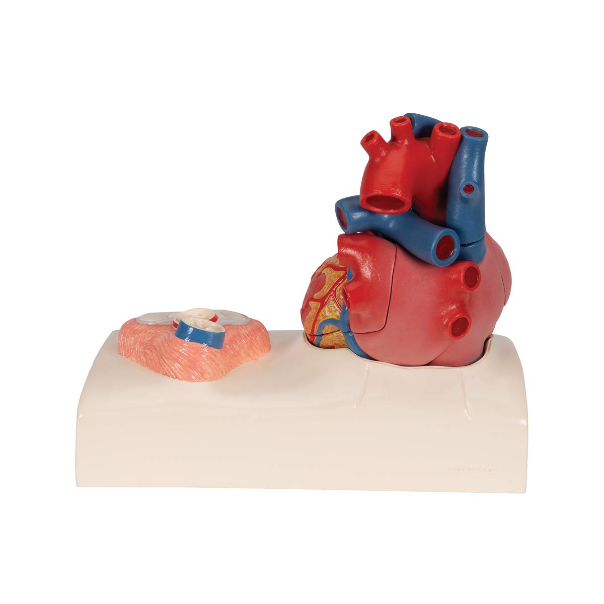 3b-scientific-herzmodell-classic-heart-model-series-lebensgro-5-teilig-mit-systo image 4