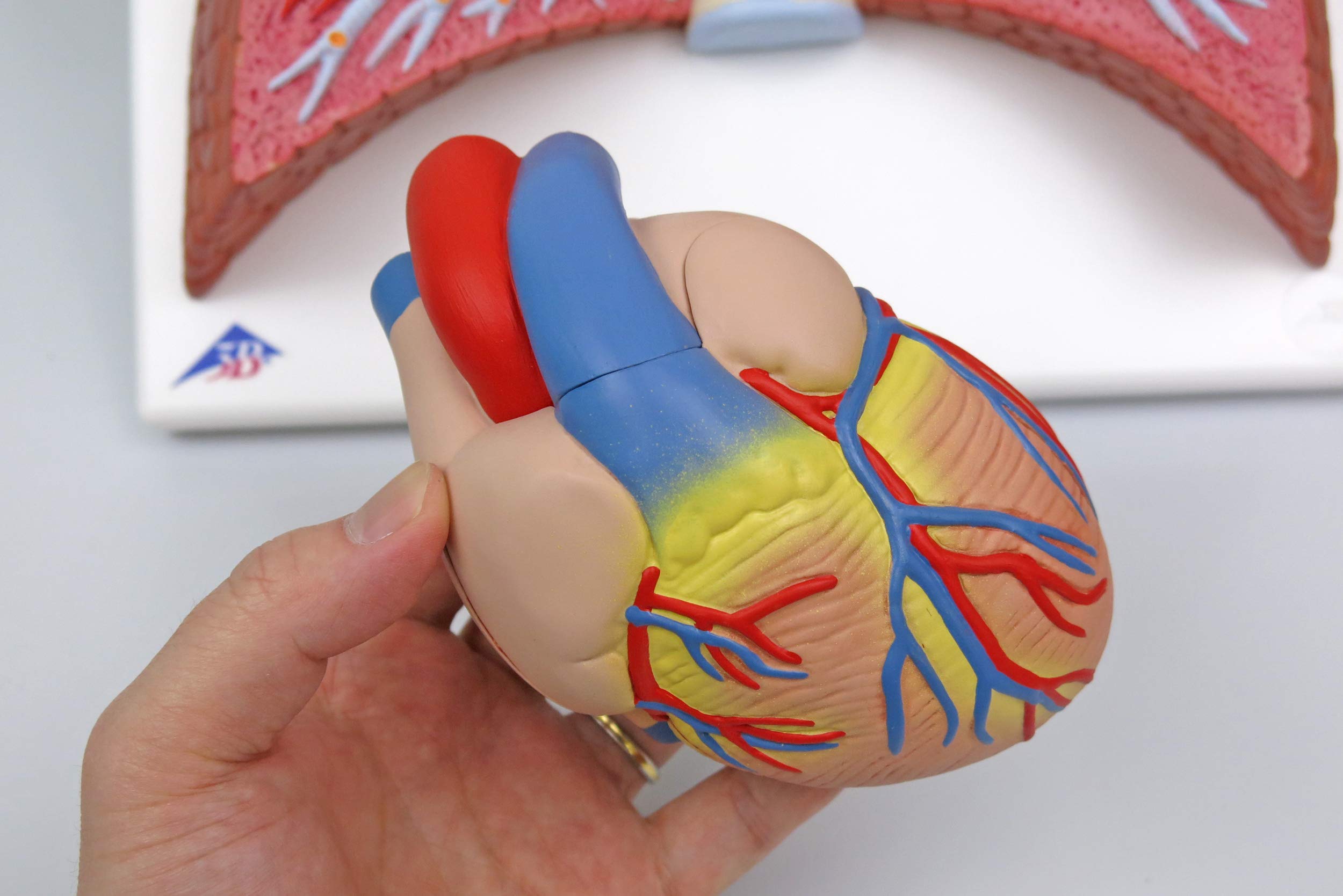 3b-scientific-lungenmodell-mit-kehlkopf-5-teiliges-humananatomie-modell-mit-abne image 5