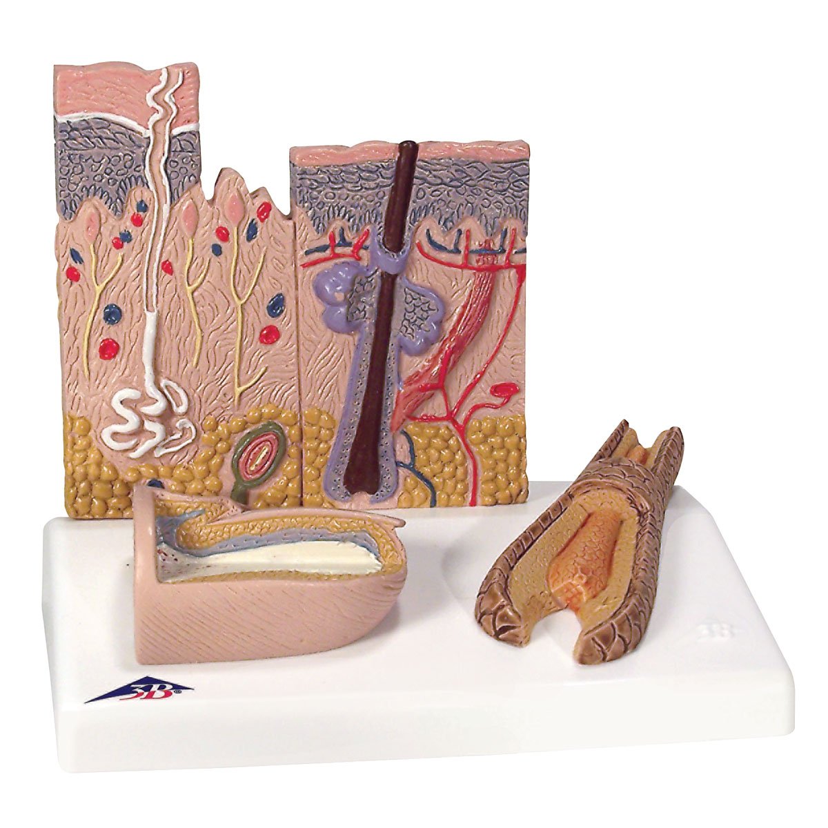 3b-scientific-hautschnitt-modell-feinstruktur-der-haut-mit-nagel-smart-anatomy-a image 1