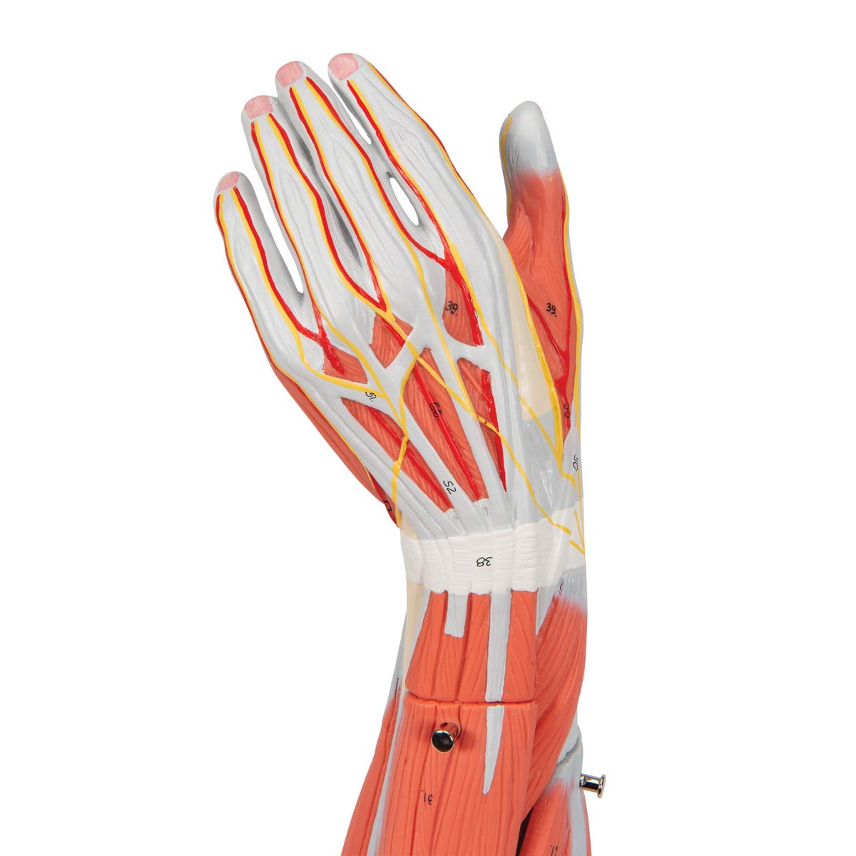 3b-scientific-armmuskel-modell-6-teilig-lebensgro-es-arm-modell-mit-abnehmbaren- image 6