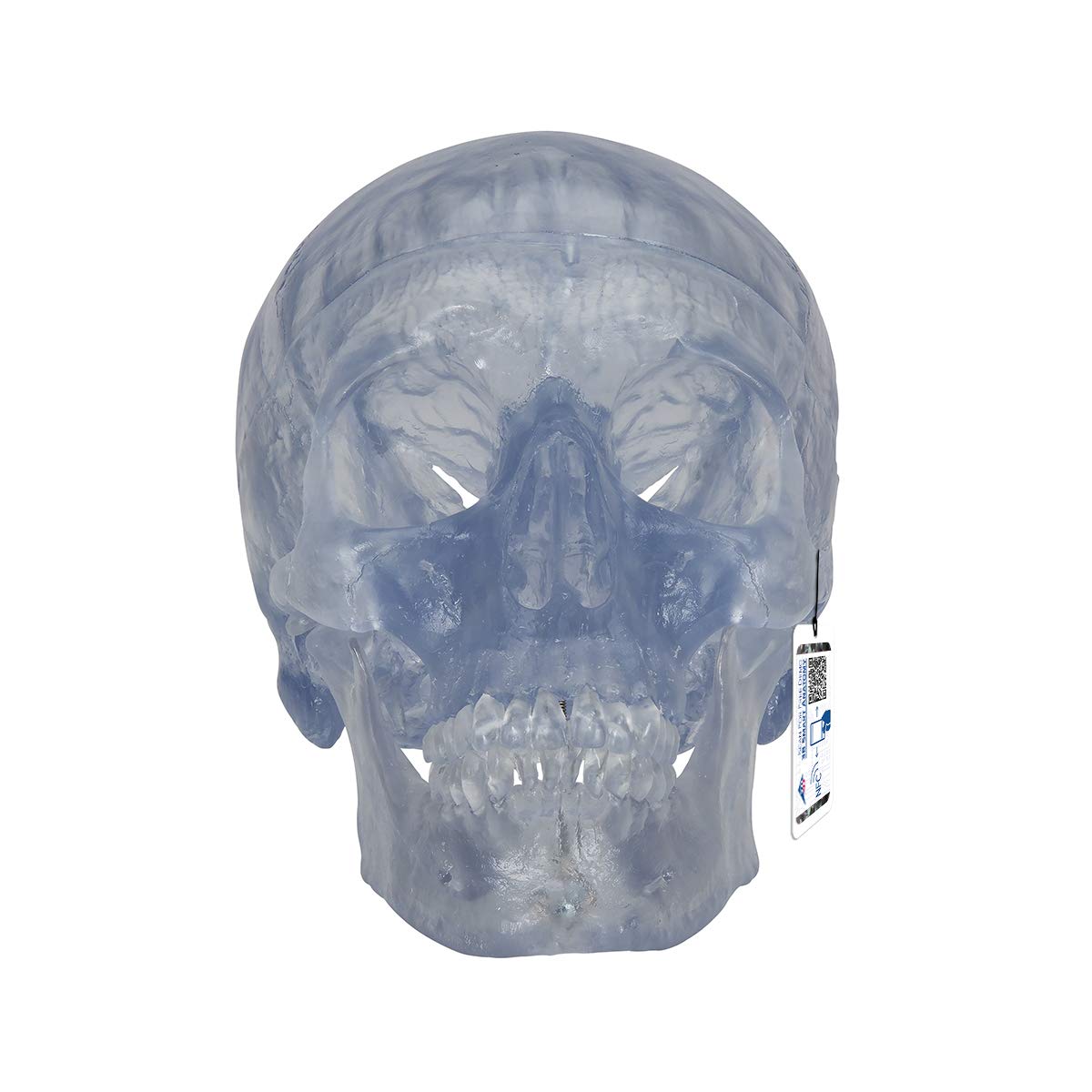 3b-scientific-klassik-sch-delmodell-transparent-3-teilig-mit-magnetverbindung image 1