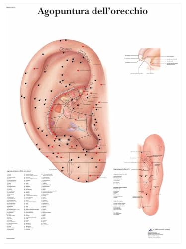 3b-scientific-vr4821l-akupunktur-ohr-poster-laminiert-50-x-67-cm image 3