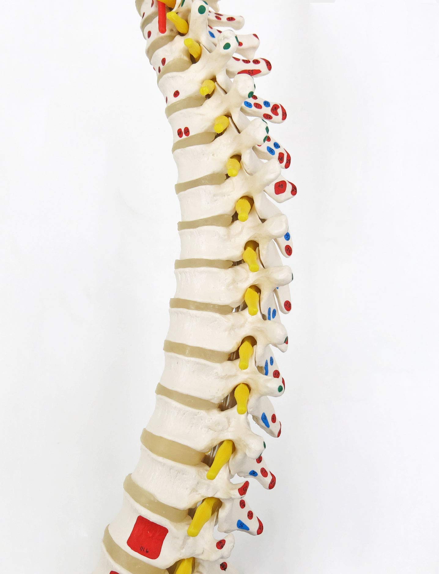 3b-scientific-flexible-wirbels-ule-klassik-lebensgro-es-wirbels-ulenmodell-mit-m image 4