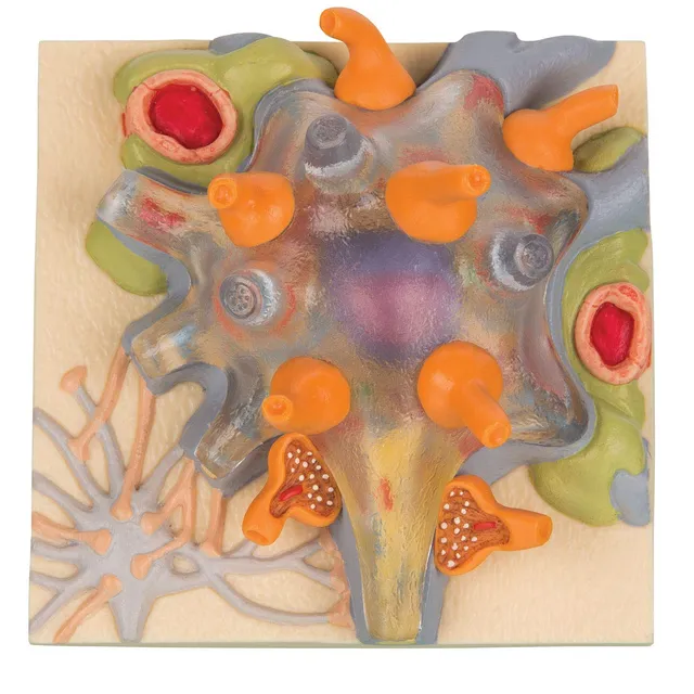 3b-scientific-nervenzelle-anatomiemodell-physiology-of-nerves-series image 1