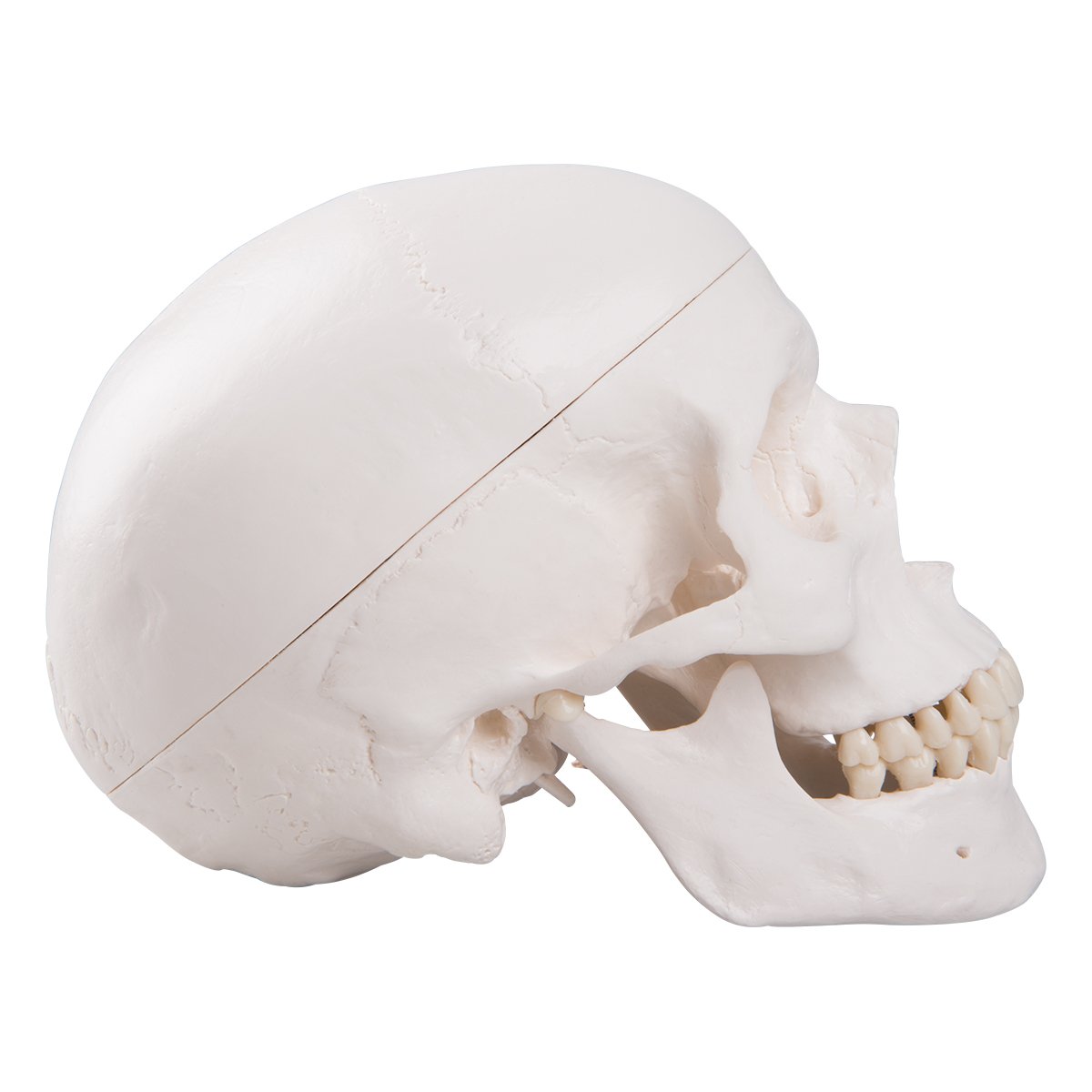 3b-scientific-klassisches-sch-del-modell-mit-montage-anatomie-sch-del-classique image 4