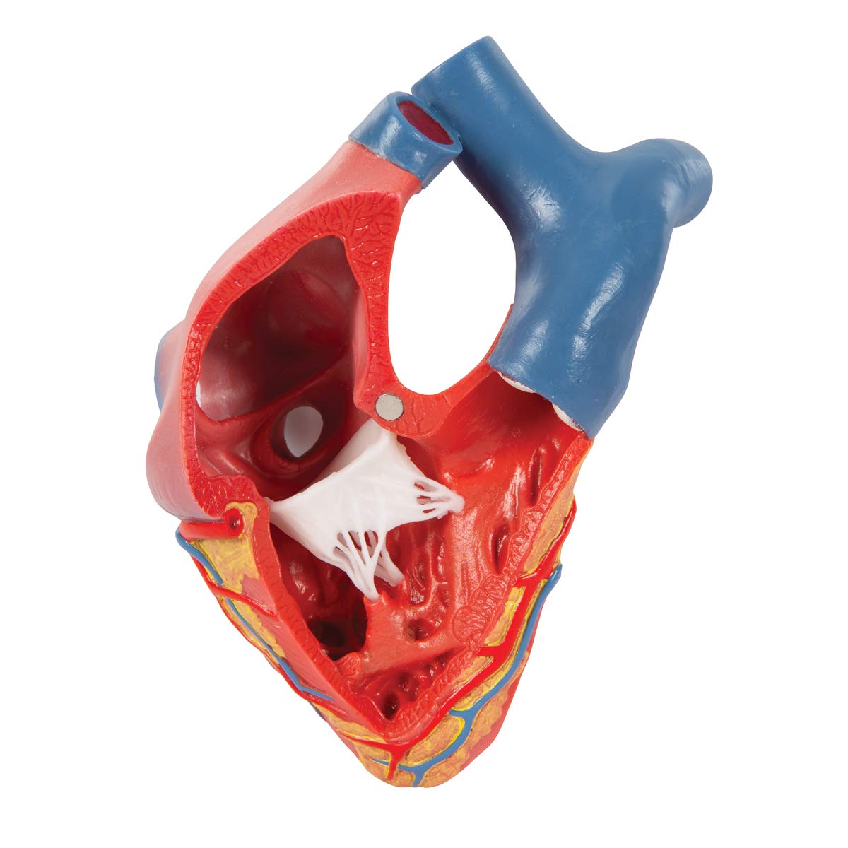 3b-scientific-herzmodell-classic-heart-model-series-lebensgro-5-teilig-mit-systo image 8