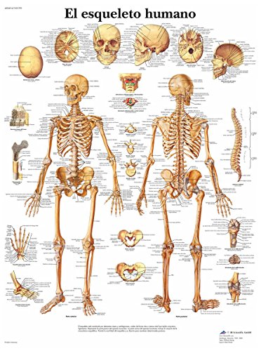 3b-scientific-menschliches-skelett-tafel-laminiertes-anatomieposter-50-x-67-cm image 4
