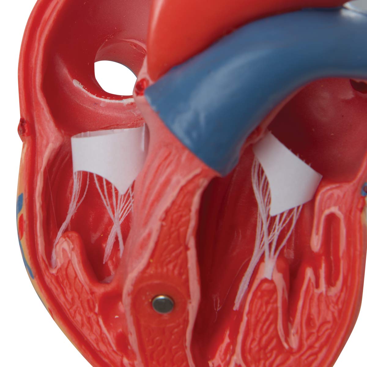 3b-scientific-klassisches-herzmodell-lebensgro-2-teilig-mit-smart-anatomy-app image 8