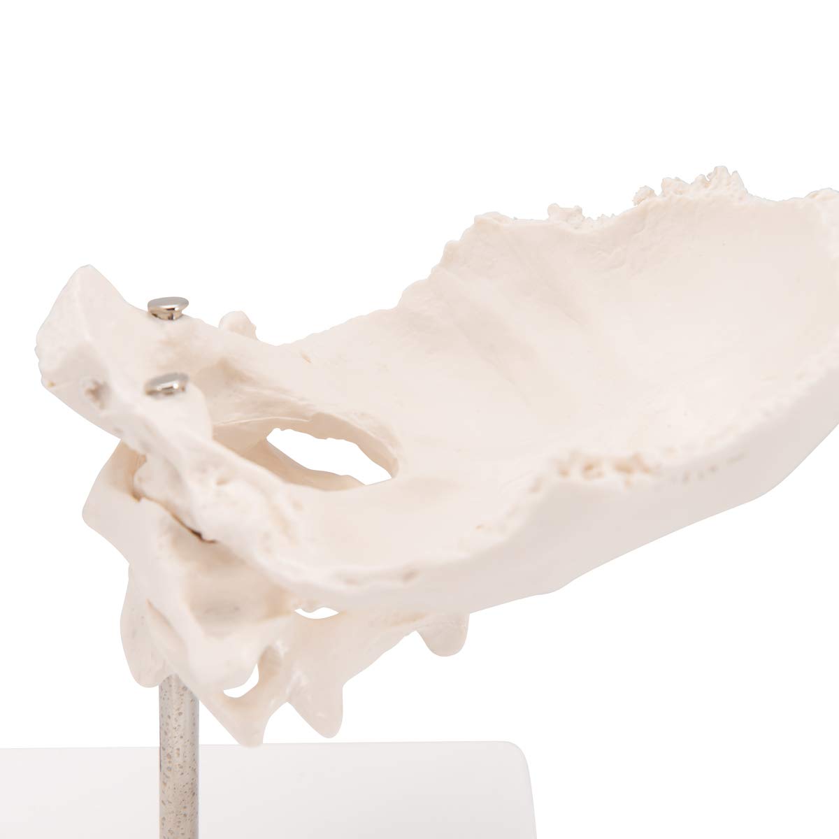 3b-scientific-atlas-und-axis-mit-hinterhauptschuppe-0-3-kg-smart-anatomy-app image 7
