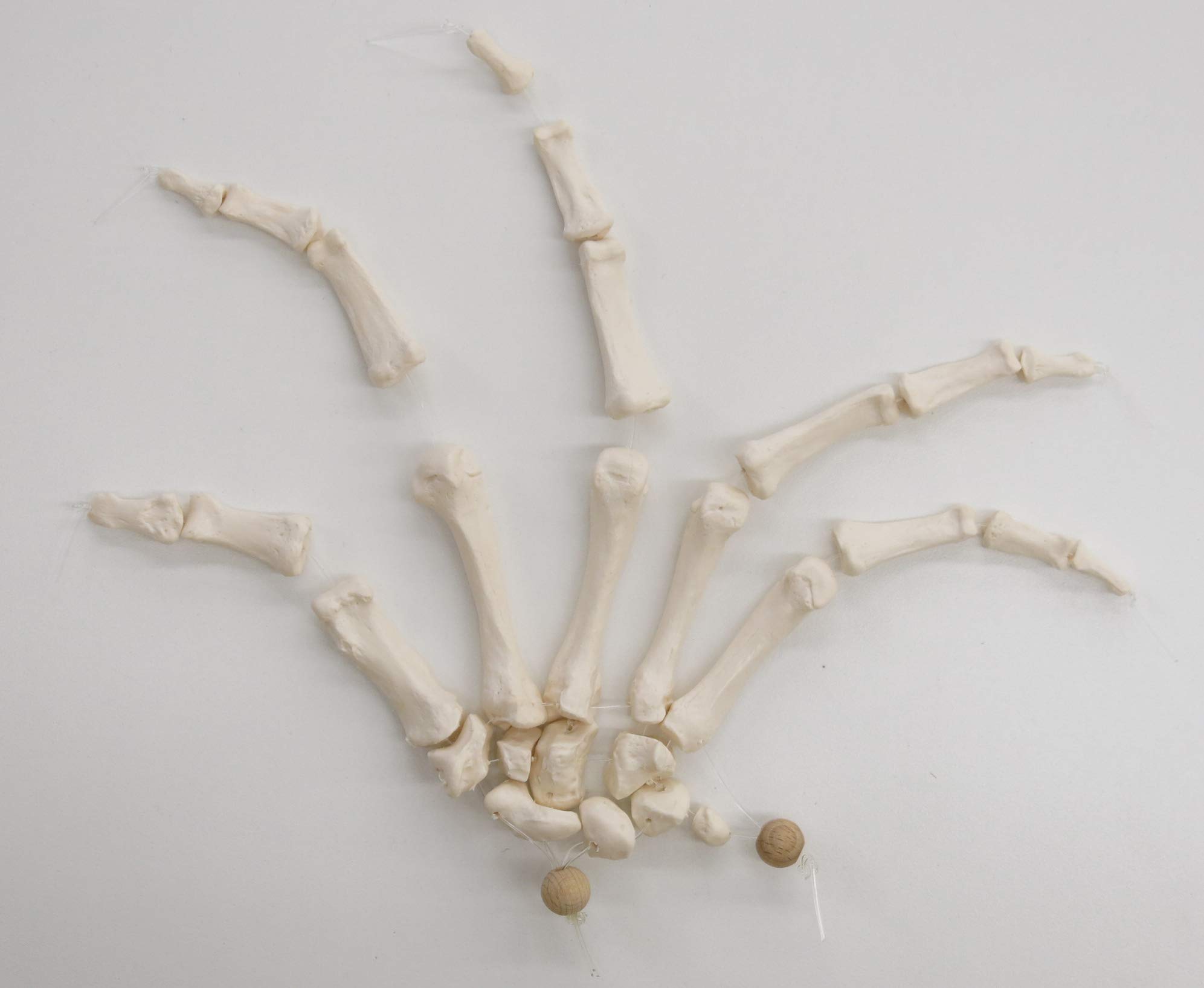 3b-scientific-a40-2-handskelett-modell-mit-3b-smart-anatomy-app image 5