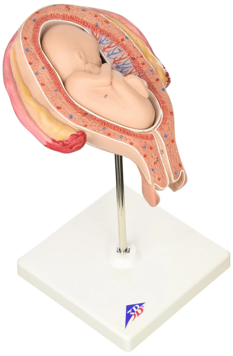 3b-scientific-fetus-5-monat-stei-lage-schwangerschafts-anatomiemodell-beckenendl image 1