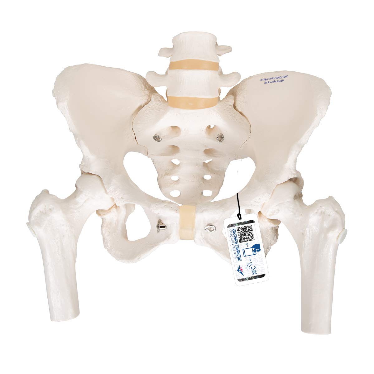 3b-scientific-weibliches-beckenskelett-lebensgro-mit-smart-anatomy-app image 1